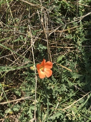 Sphaeralcea coccinea