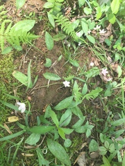 Erythronium americanum