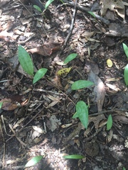 Erythronium americanum