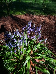Hyacinthoides hispanica