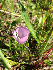 Calochortus uniflorus
