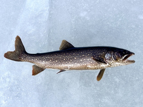 Lake Trout