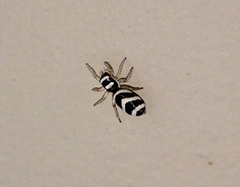 Salticus austinensis