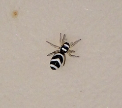 Salticus austinensis