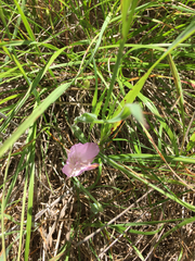 Calochortus uniflorus