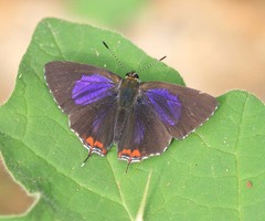 Heliophorus indicus