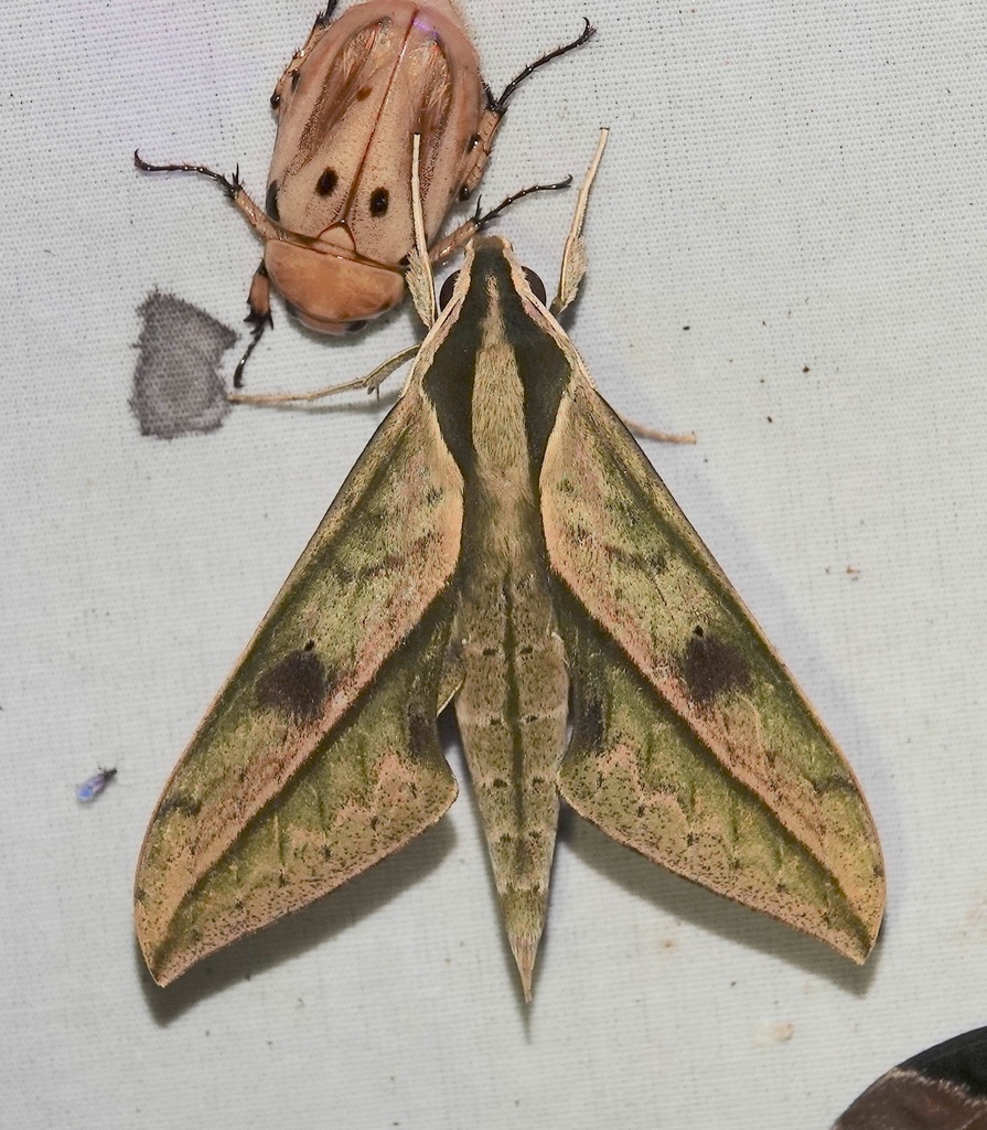 Xylophanes docilis