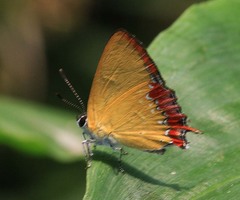 Heliophorus indicus