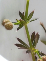 Galium aparine