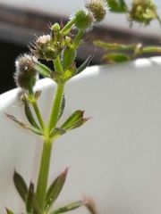 Galium aparine