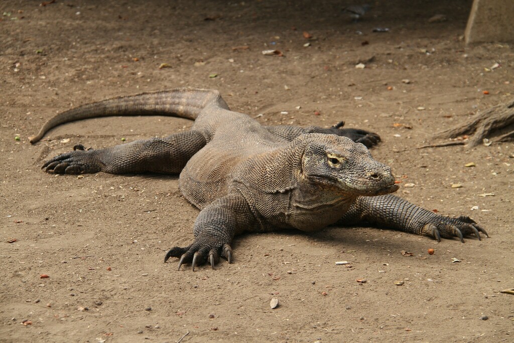 Komodo Dragon in August 2015 by Brandon Sideleau · iNaturalist