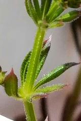 Galium aparine