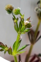 Galium aparine