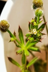 Galium aparine