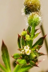 Galium aparine