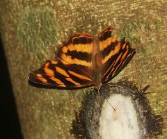 Herona marathus