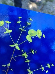 Euphorbia roemeriana