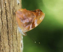Herona marathus