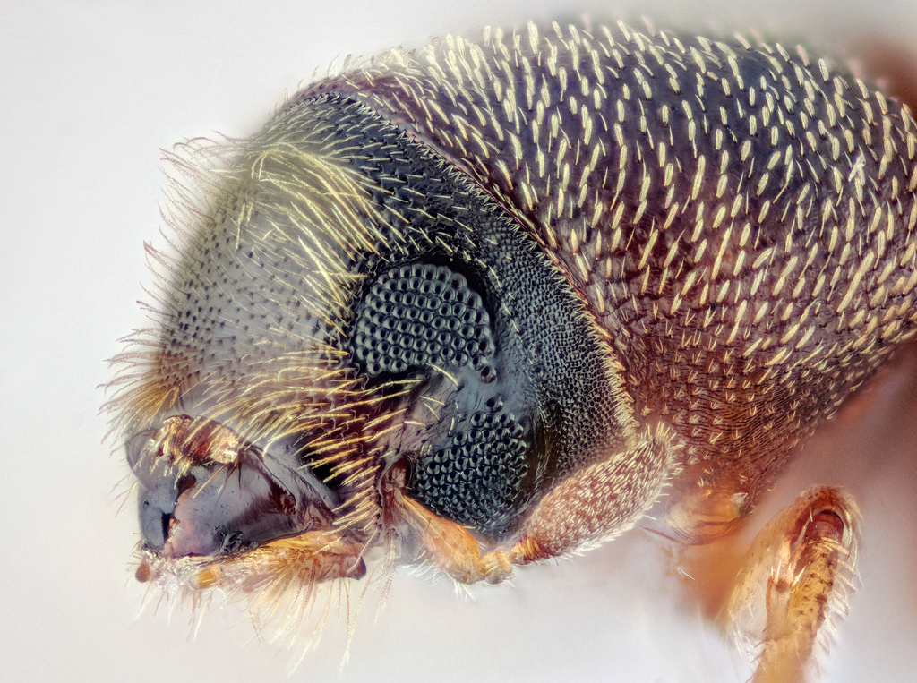 Polygraphus poligraphus
