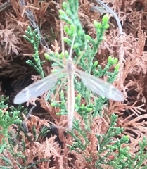 Tipula