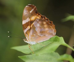 Herona marathus