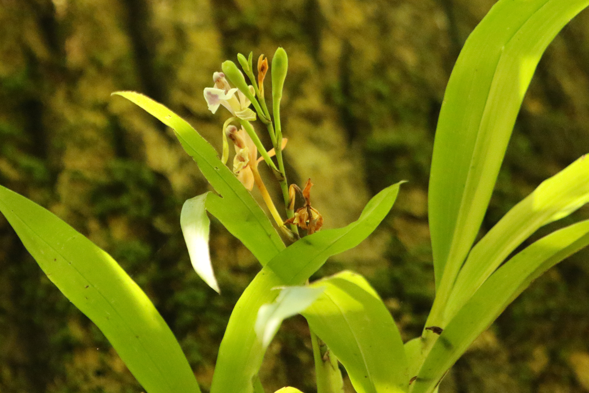 Aspasia epidendroides
