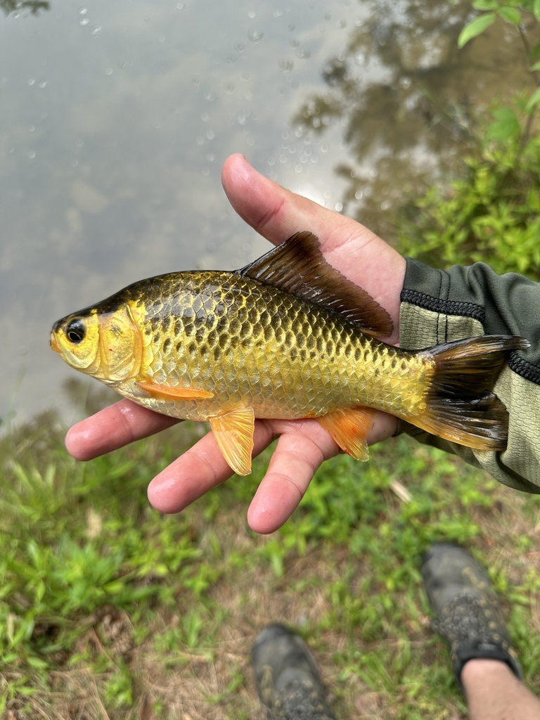 Crucian carp (Carassius carassius) — Cyprinidae