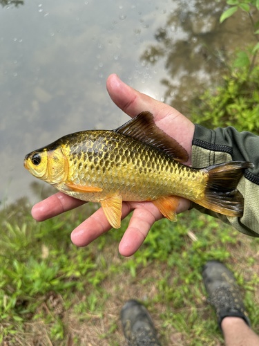 Crucian carp (Carassius carassius) — Cyprinidae