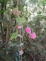 Passiflora membranacea