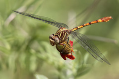 Aphylla angustifolia