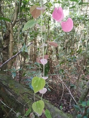 Passiflora membranacea
