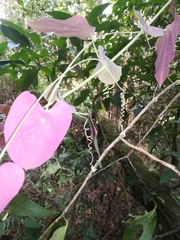 Passiflora membranacea