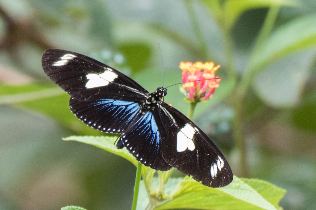 Doris Longwing