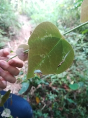 Passiflora membranacea