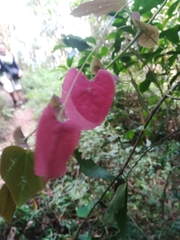 Passiflora membranacea