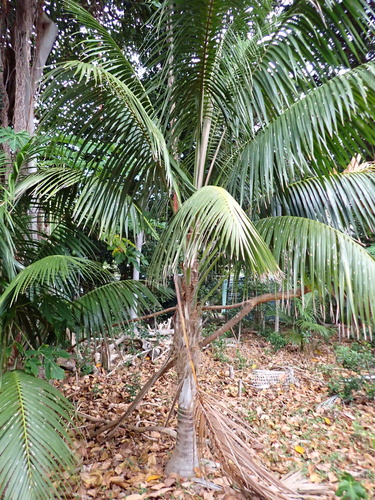 Kentia