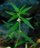 Rough Buttonweed - Photo (c) Michael J. Papay, some rights reserved (CC BY), uploaded by Michael J. Papay