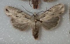 Lithophane disposita