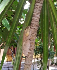 Itapotihyla langsdorffii