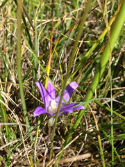 Brodiaea terrestris terrestris