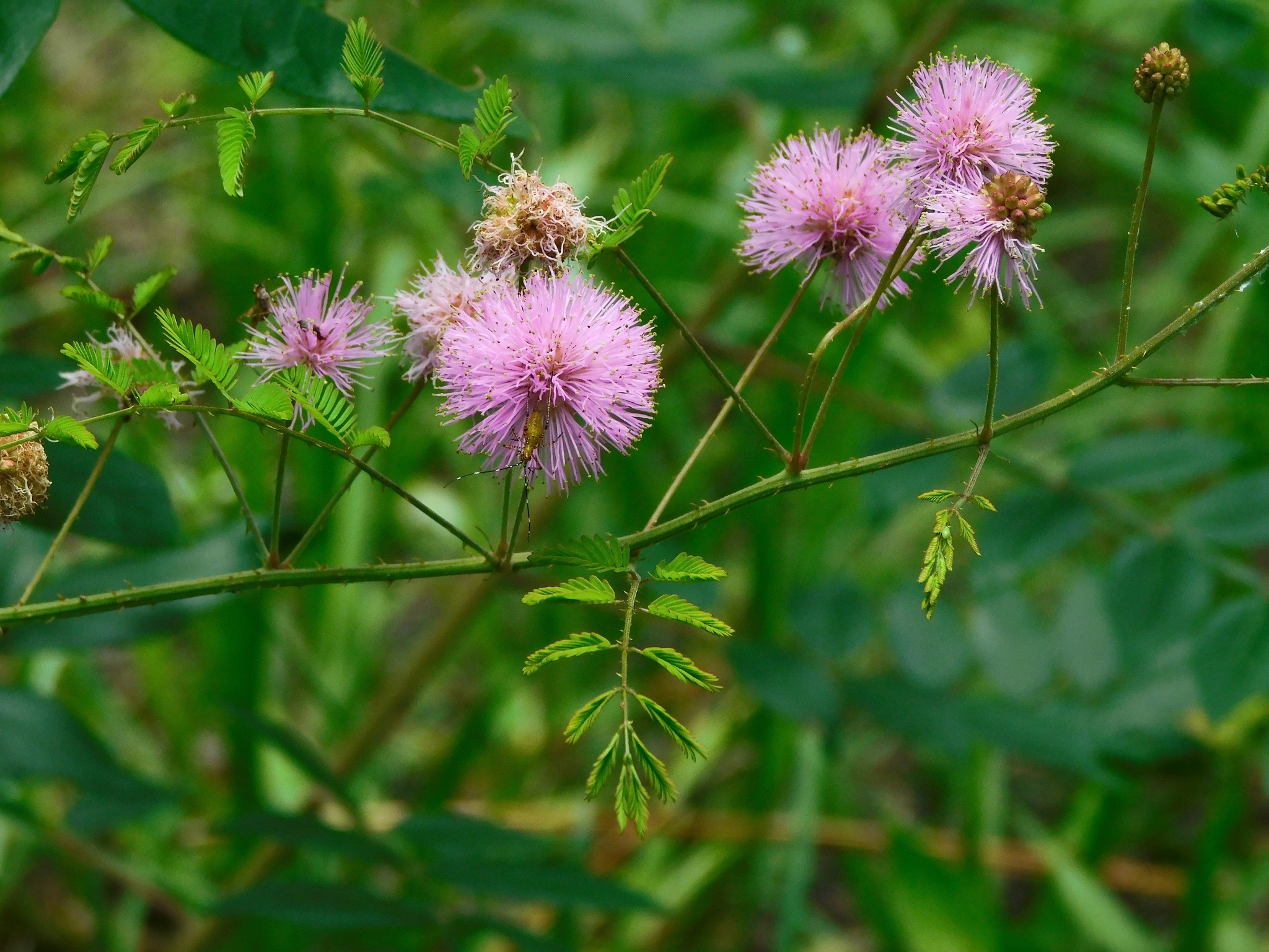 Mimosa microphylla