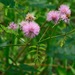 Littleleaf Sensitive-Briar - Photo (c) Michael J. Papay, some rights reserved (CC BY), uploaded by Michael J. Papay