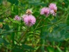 Littleleaf Sensitive-Briar - Photo (c) Michael J. Papay, some rights reserved (CC BY), uploaded by Michael J. Papay