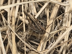 Oedaleus abruptus