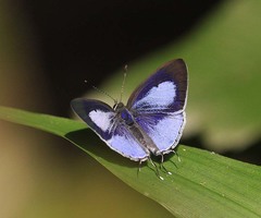 Hypolycaena kina