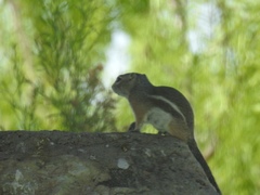 Ammospermophilus interpres