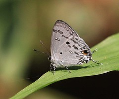 Hypolycaena kina