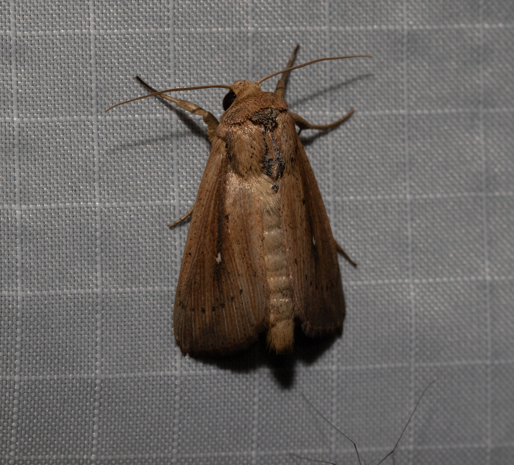 Bulrush Wainscot