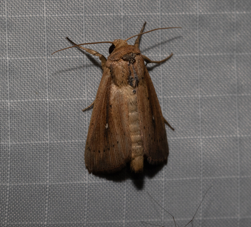 Bulrush Wainscot