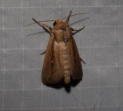 Leucania scirpicola